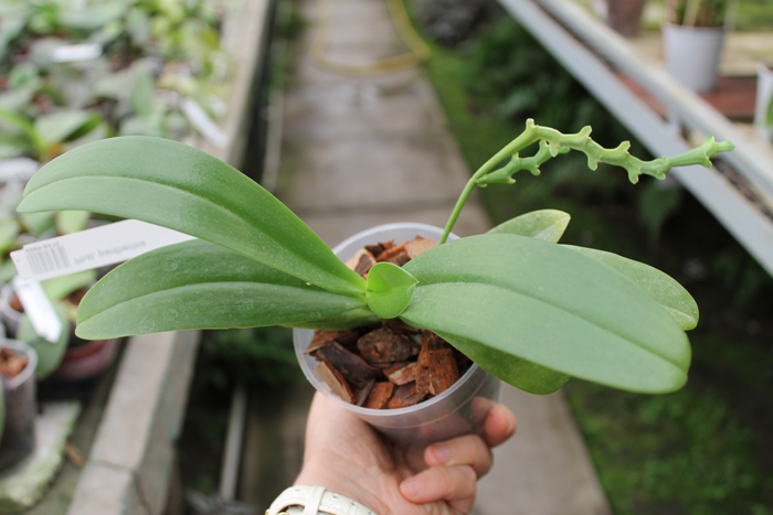 Phalaenopsis pantherina.jpg