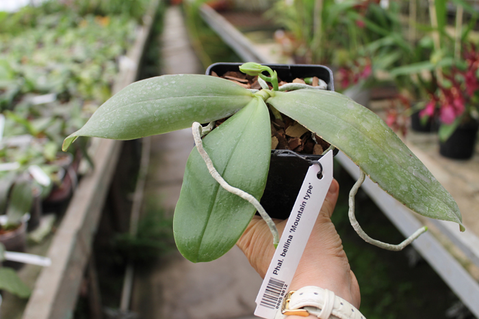 Phalaenopsis bellina 'Mountain type'.jpg