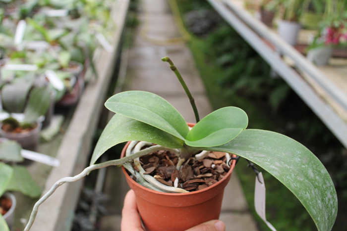 Doritaenopsis Taisuco Micky.jpg