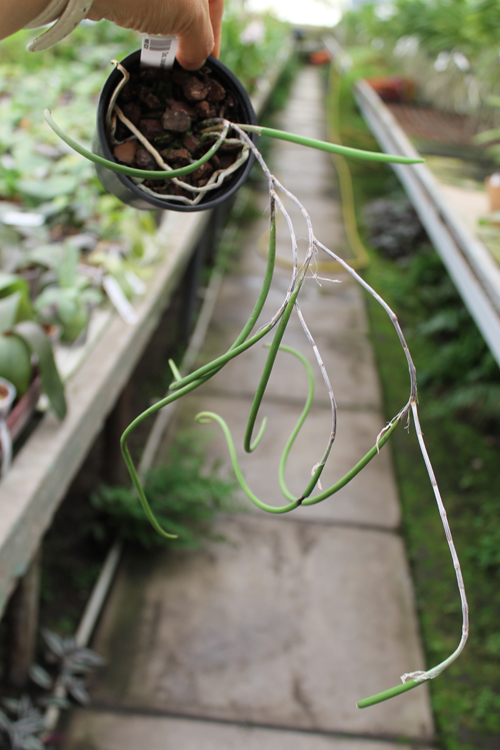 Dockrillia casuarinae.jpg