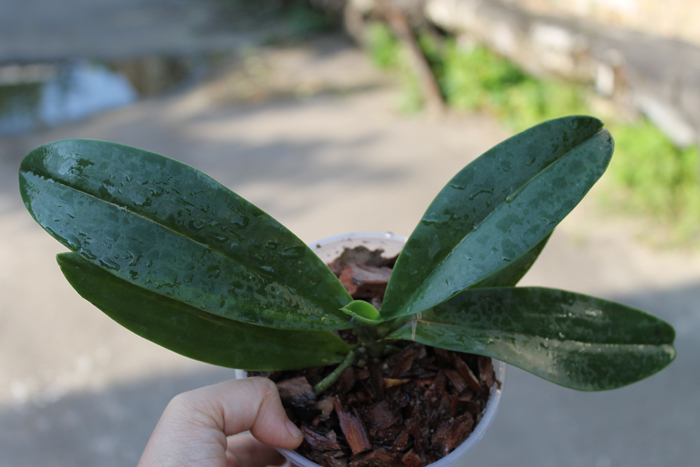 Doritis pulcherrima var yellow x Phalaenopsis bellina.jpg