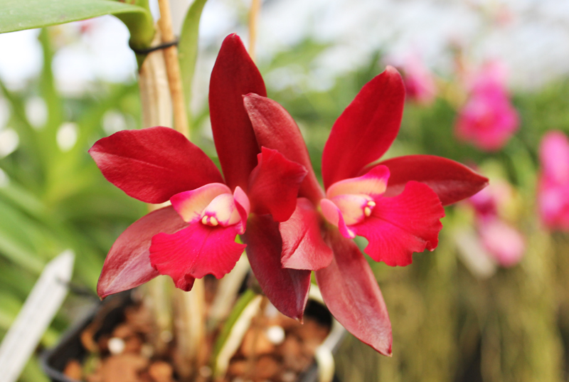 Cattlianthe Sagarik Wax 'Dark Africa'.jpg