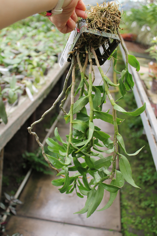 Dendrobium primulinum.jpg