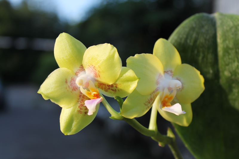 Phalaenopsis (Yaphon Goldlight x Yaphon Rose) x Joy Spring Canary.jpg