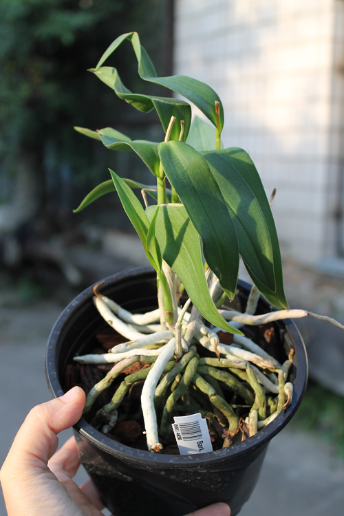 Barkeria spectabilis.jpg