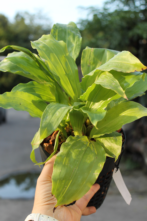 Gongora odoratissima.jpg