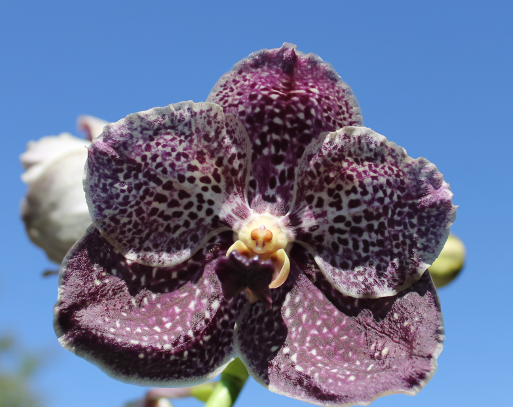 Ascocenda Phairot x Vanda Srakaew x Vanda Bitz's Heartthrob.png