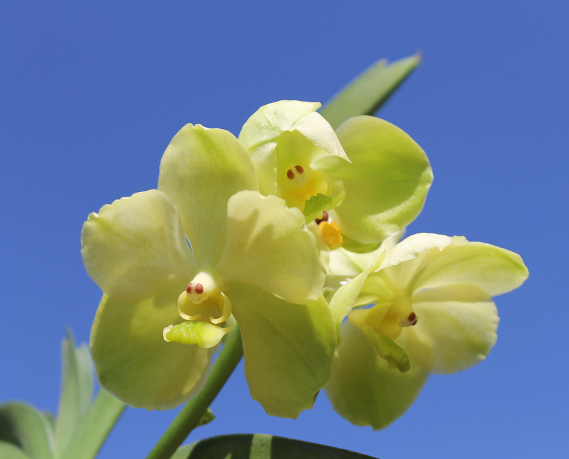 Ascocenda Kultana White Will x Vanda First Gold.png