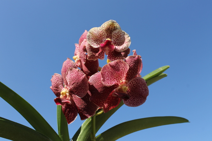 Vanda Thongchai x Vanda Mem Madame Pranerm.JPG