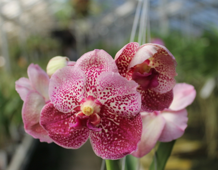 Vanda Thongchai x Vanda Mem Madame Pranerm4.JPG