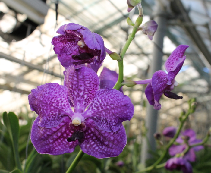 Vanda Dr Anek x Katsulea.JPG