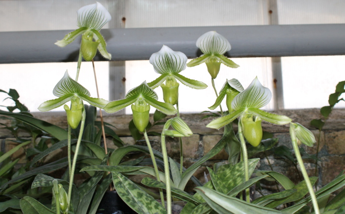 Paphiopedilum Maudiae alba3.JPG