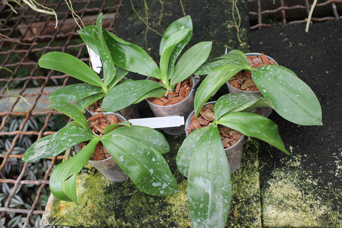 Phalaenopsis tetraspis 'C#1'.jpg