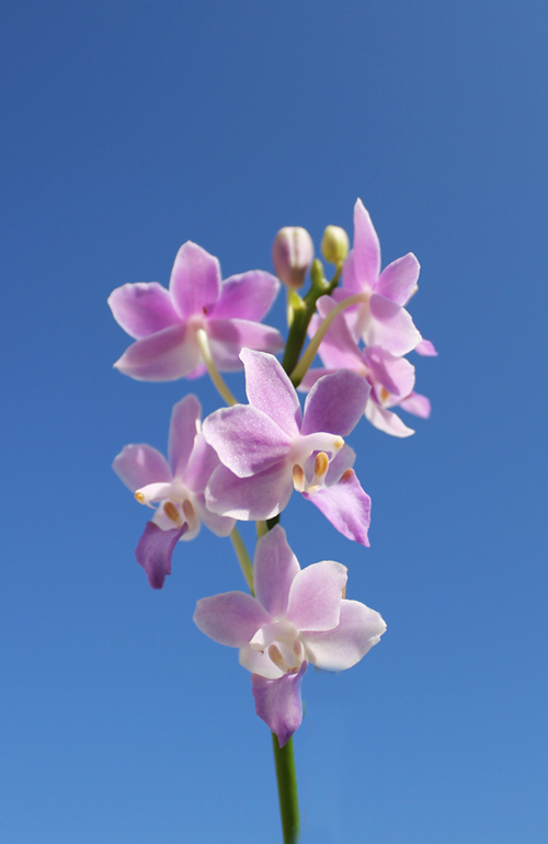 Doritaenopsis Tying Shin Blue Jay x equestris alba.jpg