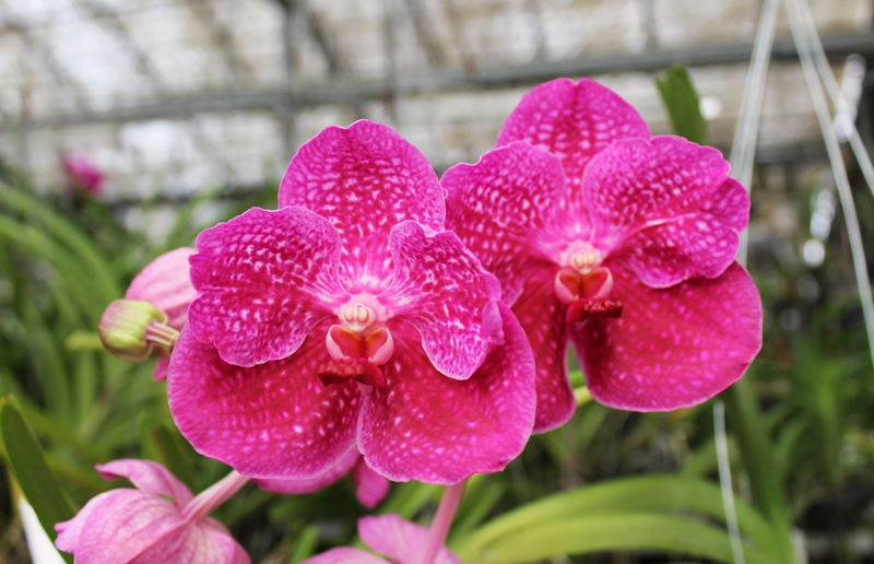 Vanda Bangkok Blue x Dr Anek.jpg