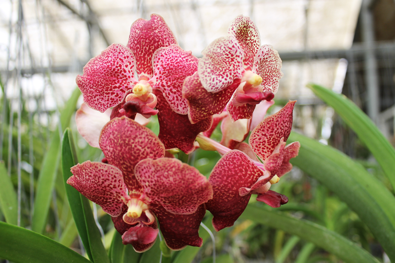 Vanda Thongchai x Vanda Mem Madame Pranerm.jpg