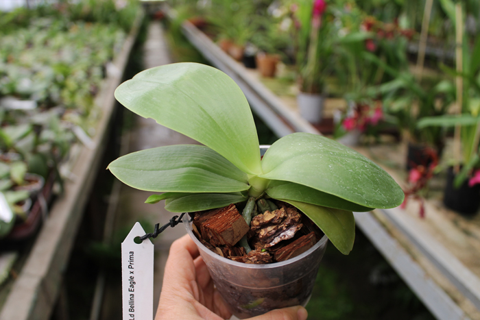 Phalaenopsis Ld Bellina Eagle x Prima.jpg