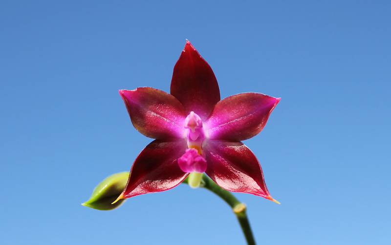 Phalaenopsis (speciosa 'c-1' x violacea) x Phalaenopsis LD's Bear Queen.jpg