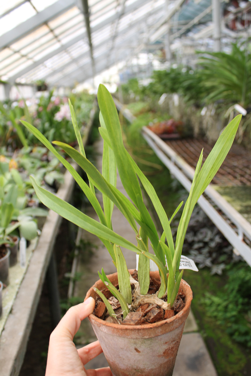 Miltonia flavescens.jpg