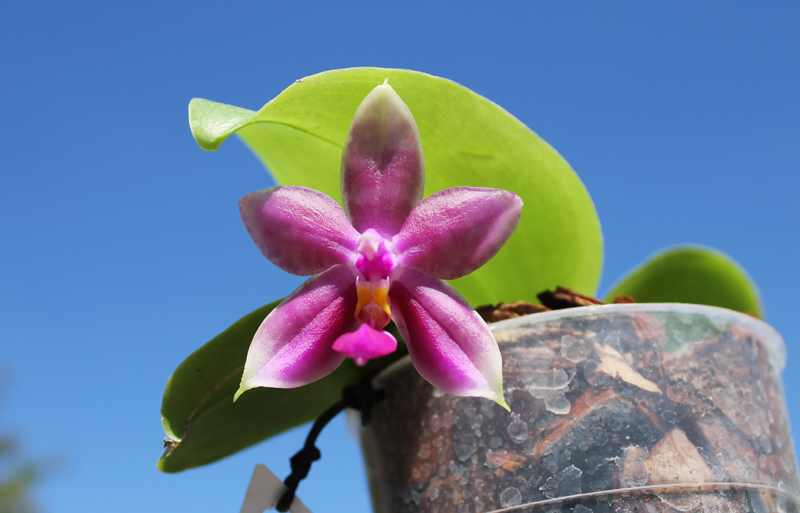 Phalaenopsis Ld Bellina Eagle x Prima.jpg