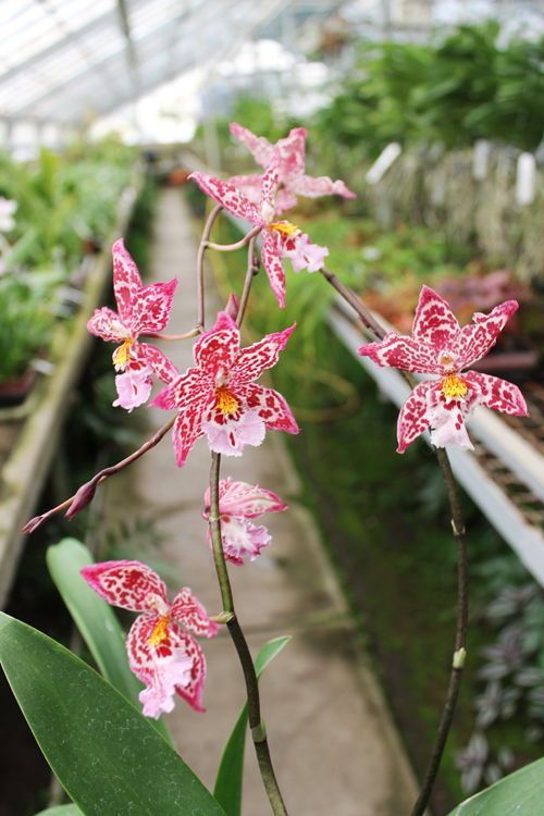 Vuylstekeara Yokara 'Perfection' x Oncidium leucochillum.jpg