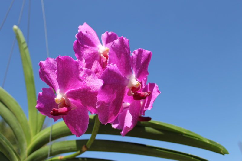 Vanda Brighton Fushia x Kimigayo.jpg