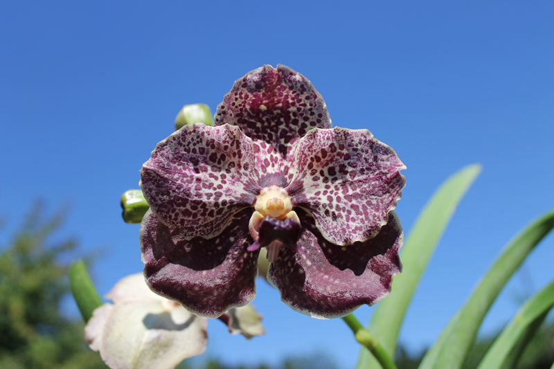 Ascocenda Phairot x Vanda Srakaew x Vanda Bitz's Heartthrob.jpg