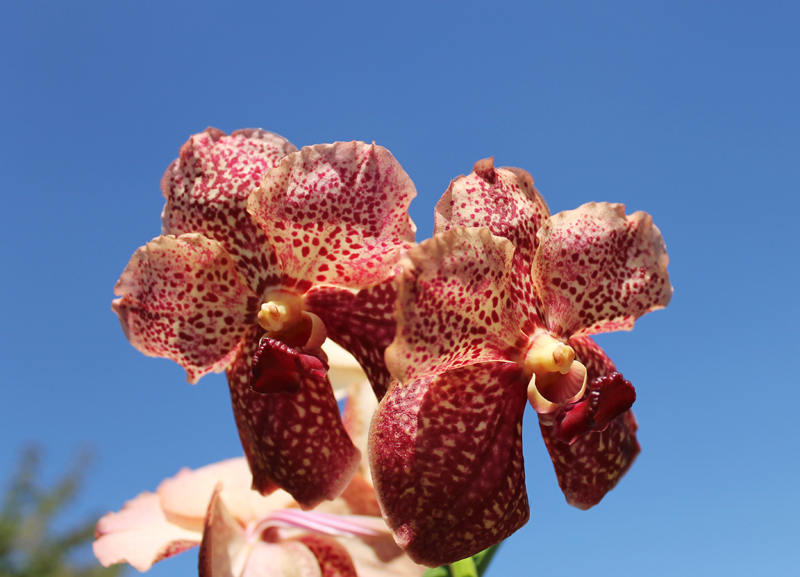 Ascocenda Phairot x Vanda Srakaew x Vanda Bitz's Heartthrob.jpg