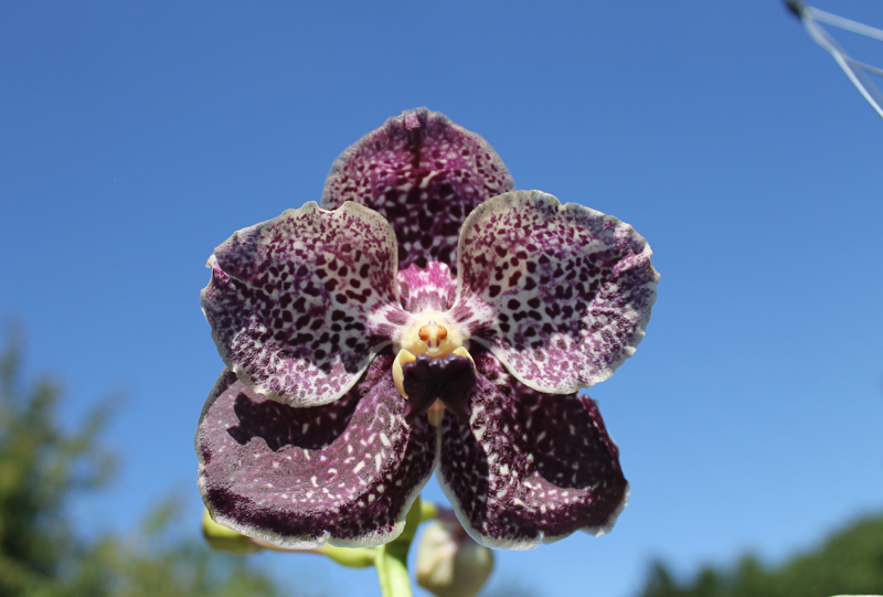 Ascocenda Phairot x Vanda Srakaew x Vanda Bitz's Heartthrob.jpg