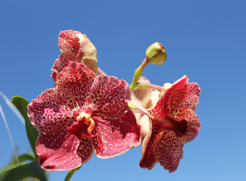 Ascocenda Phairot x Vanda Srakaew x Vanda Bitz's Heartthrob.jpg