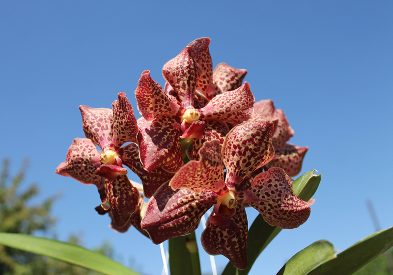 Vanda Bangyeekhan Delight x Ascocenda Kultana Pappion.jpg