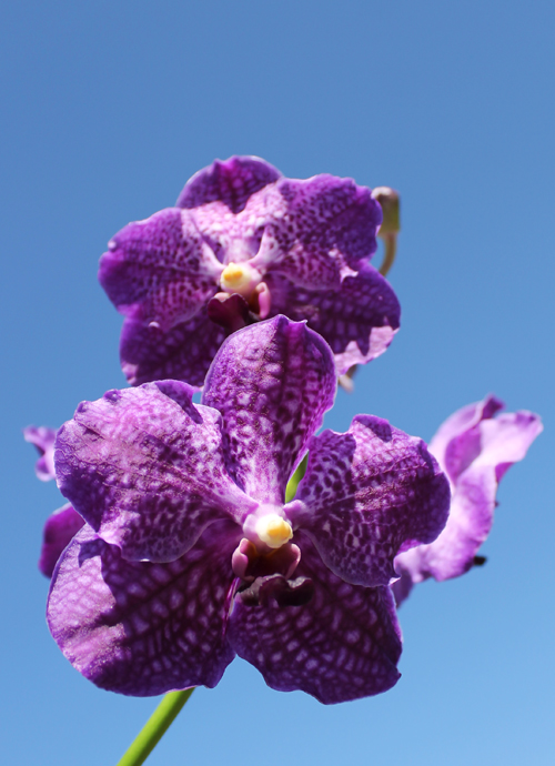 Vanda Dr Anek x Katsulea.jpg