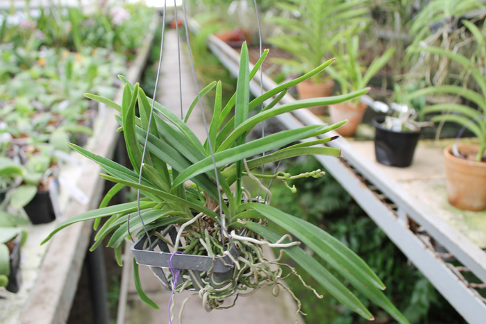 Neostillis Lou Snearly #1.jpg