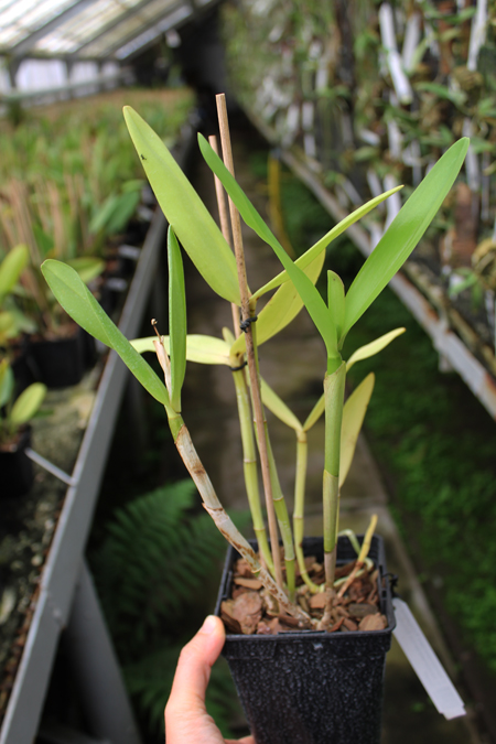 Cattleya intermedia.jpg