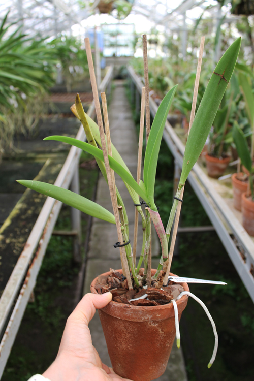 Brassocattleya Little Marmaid 'Janet'.jpg