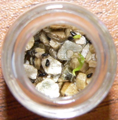 первые всходы