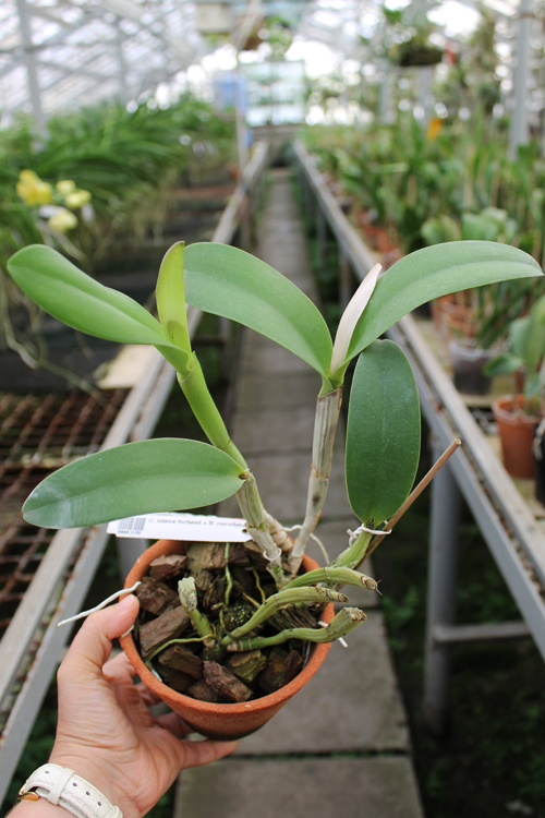 Cattleya luteos forbesii x Brassavola cucullata.jpg