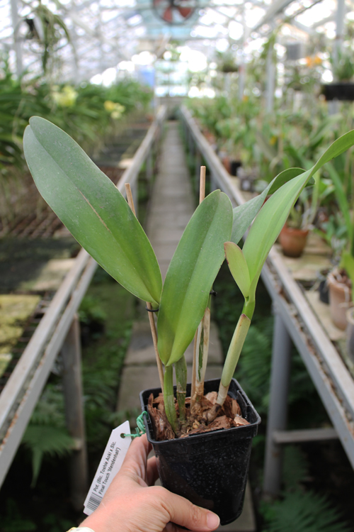 Potinara (Brassolaeliocattleya Toshie Aoki x Sophrolaeliocattleya Final Touch 'Mendenhall').jpg