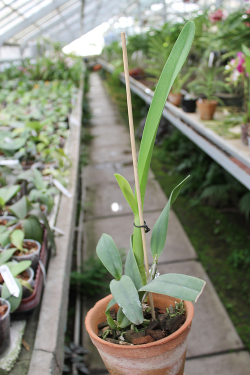 Laelia perrinii semi-alba.jpg