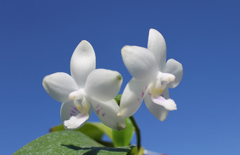 Phalaenopsis (Buena Jewel - Yungho Gelb Canary) x Timothy Christopher.jpg