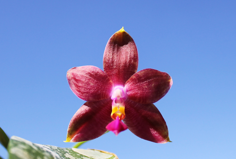 Phalaenopsis amboinensis yellow x violacea indigo.jpg