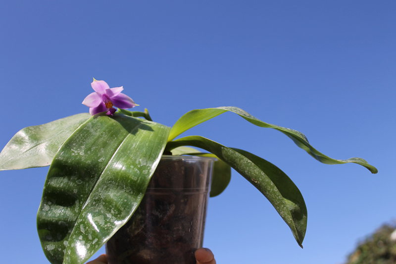 Phalaenopsis Samera 'Blue'.jpg