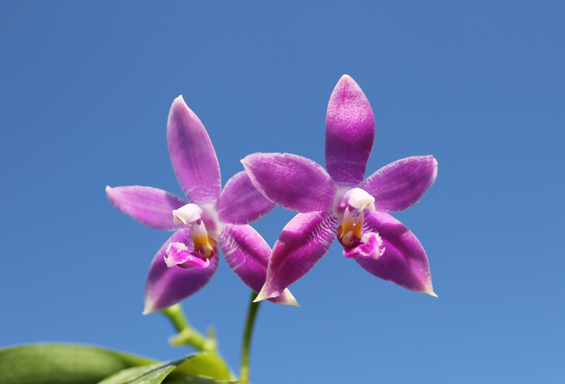 Doritaenopsis Purple Martin 'KS' x Phalaenopsis speciosa 'С 1'.jpg