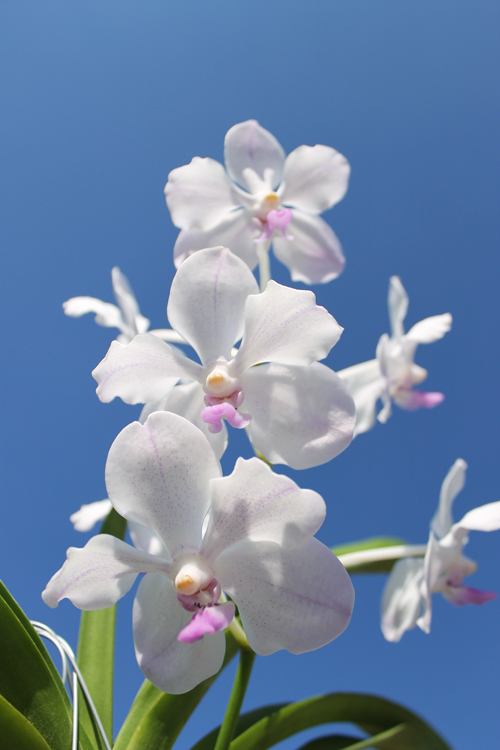 Vanda Nakorn Sawan Belle x luzonica.jpg