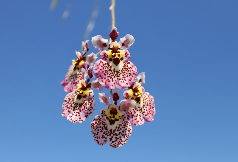 Oncidium (Tolumnia) hybrid.jpg