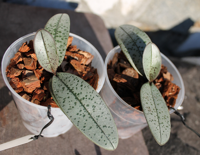 Phalaenopsis schilleriana.jpg