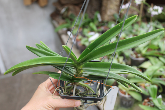 Ascocentrum miniatum.jpg