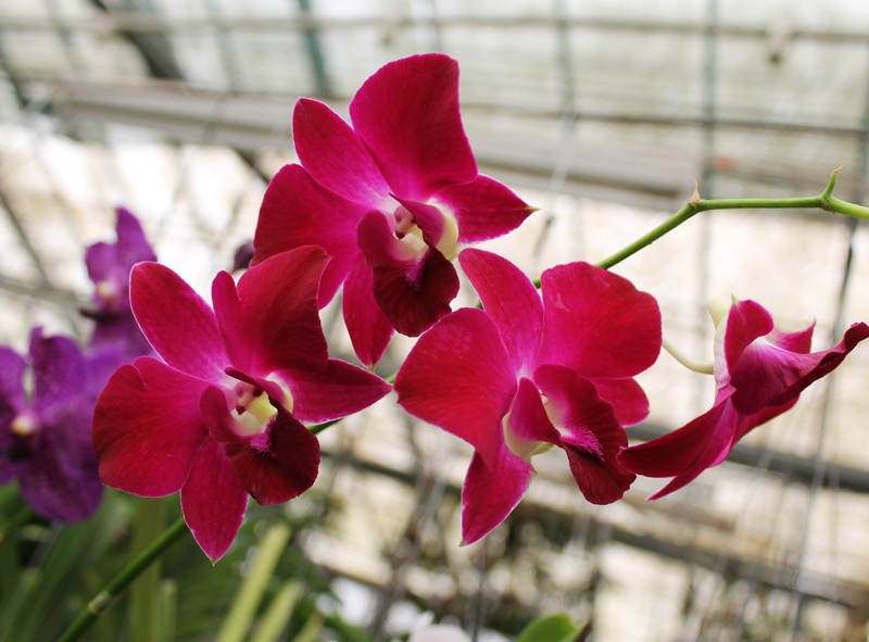Dendrobium Red Bull.jpg