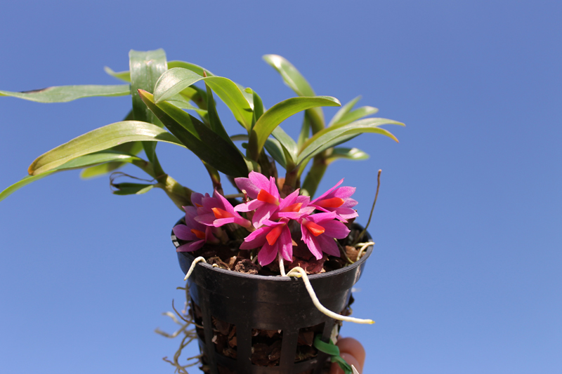 Dendrobium Hibiki.jpg