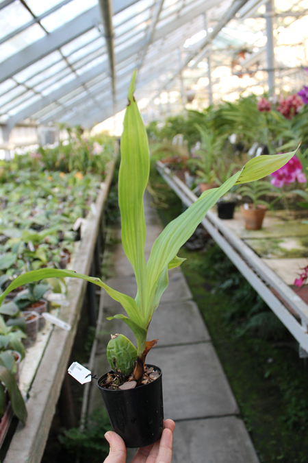 Lycaste Muromachi.jpg